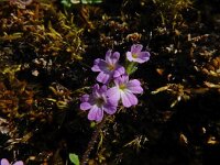 Erinus alpinus 37, Saxifraga-Ed Stikvoort : Espinama - Fuente Dé - Regugio de Aliva s9900