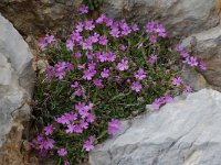 Erinus alpinus 4, Saxifraga-Willem van Kruijsbergen