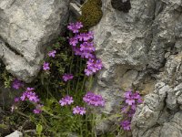 Erinus alpinus 6, Saxifraga-Jan van der Straaten