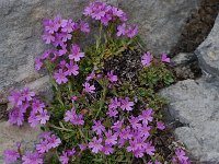 Erinus alpinus 8, Saxifraga-Willem van Kruijsbergen