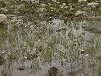 Eriophorum alpinum 11, habitat, Saxifraga-Willem van Kruijsbergen