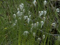 Eriophorum alpinum 2, Saxifraga-Willem van Kruijsbergen