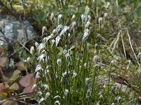 Eriophorum alpinum 7, Saxifraga-Willem van Kruijsbergen