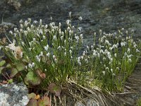 Eriophorum alpinum 8, Saxifraga-Willem van Kruijsbergen