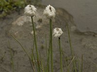 Eriophorum alpinum 9, Saxifraga-Willem van Kruijsbergen