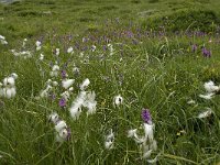 Eriophorum angustifolium 10, Veenpluis, Saxifraga-Willem van Kruijsbergen