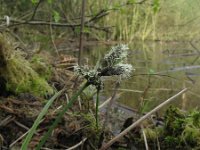 Eriophorum angustifolium 12, Veenpluis, Saxifraga-Rutger Barendse