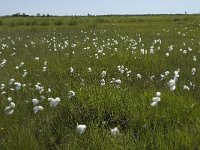 Eriophorum angustifolium 13, Veenpluis, Saxifraga-Jan van der Straaten