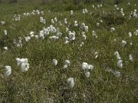 Eriophorum angustifolium 14, Veenpluis, Saxifraga-Jan van der Straaten