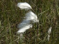 Eriophorum angustifolium 18, Veenpluis, Saxifraga-Jan van der Straaten