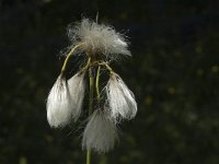 Eriophorum angustifolium 2, Veenpluis, Saxifraga-Jan van der Straaten