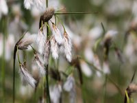 Veenpluis  Ontluikende bloei aren van Veenpluis : Eriophorum angustifolium, Veenpluis, bloem, flora, natuur, natuurgebied, natuurmonumenten, plant, veen, veengebied, water, wit, wollegras