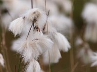 Veenpluis close up  Close up van Veenpluis in een natuurgebied : Eriophorum angustifolium, Veenpluis, bloem, close up, flora, macro, natuurgebied, natuurmonumenten, plant, veen, veengebied, water, wit, wollegras