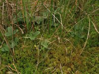 Eriophorum angustifolium 24, Veenpluis, Saxifraga-Hans Boll