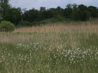 Eriophorum angustifolium 26, Veenpluis, Saxifraga-Hans Boll