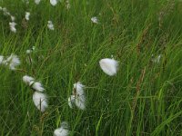 Eriophorum angustifolium 29, Veenpluis, Saxifraga-Hans Boll