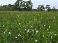 Eriophorum angustifolium 31, Veenpluis, Saxifraga-Hans Boll