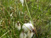 Eriophorum angustifolium 35, Veenpluis, Saxifraga-Rutger Barendse