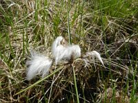 Eriophorum angustifolium 36, Veenpluis, Saxifraga-Rutger Barendse