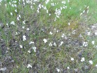 Eriophorum angustifolium 38, Veenpluis, Saxifraga-Rutger Barendse