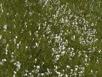 Eriophorum angustifolium 4, Veenpluis, Saxifraga-Jan van der Straaten