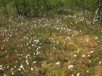 Eriophorum angustifolium 43, Veenpluis, Saxifraga-Hans Boll