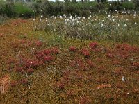 Eriophorum angustifolium 47, Veenpluis, Saxifraga-Hans Boll