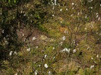 Eriophorum angustifolium 48, Veenpluis, Saxifraga-Hans Boll