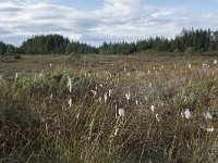 Eriophorum angustifolium 55, Veenpluis, Saxifraga-Willem van Kruijsbergen