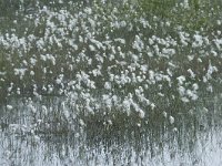 Eriophorum angustifolium 57, Veenpluis, Saxifraga-Jan Nijendijk