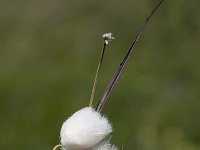 Eriophorum angustifolium 59, Veenpluis, Saxifraga-Luuk Vermeer