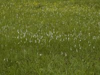 Eriophorum angustifolium 6, Veenpluis, Saxifraga-Jan van der Straaten