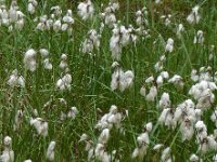 Eriophorum angustifolium 60, Veenpluis, Saxifraga-Ed Stikvoort