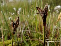 Eriophorum angustifolium 63, Veenpluis, Saxifraga-Ed Stikvoort