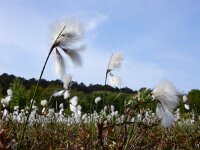 Eriophorum angustifolium 64, Veenpluis, Saxifraga-Ed Stikvoort
