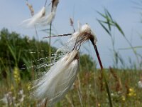 Eriophorum angustifolium 67, Veenpluis, Saxifraga-Ed Stikvoort