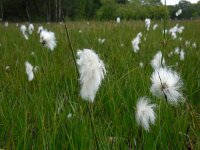 Eriophorum angustifolium 68, Veenpluis, Saxifraga-Ed Stikvoort