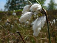 Eriophorum angustifolium 69, Veenpluis, Saxifraga-Ed Stikvoort