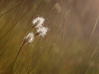 Eriophorum angustifolium 70, Veenpluis, Saxifraga-Mark Zekhuis