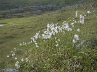 Eriophorum angustifolium 71, Veenpluis, Saxifraga-Willem van Kruijsbergen