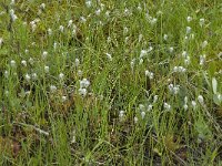 Eriophorum angustifolium 8, Veenpluis, Saxifraga-Willem van Kruijsbergen