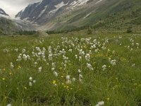 Eriophorum angustifolium 9, Veenpluis, Saxifraga-Willem van Kruijsbergen