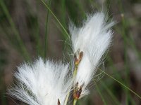 Eriophorum gracile 2, Slank wollegras, Saxifraga-Rutger Barendse