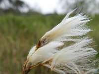 Eriophorum gracile 3, Slank wollegras, Saxifraga-Rutger Barendse