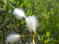 Eriophorum gracile 5, Slank wollegras, Saxifraga-Rutger Barendse