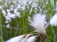 Eriophorum gracile 6, Slank wollegras, Saxifraga-Rutger Barendse