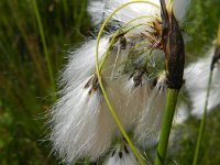 Eriophorum latifolium 10, Breed wollegras, Saxifraga-Rutger Barendse