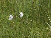 Eriophorum latifolium 2, Breed wollegras, Saxifraga-Peter Meininger