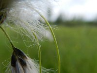 Eriophorum latifolium 20, Breed wollegras, Saxifraga-Rutger Barendse