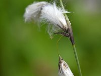 Eriophorum latifolium 23, Breed wollegras, Saxifraga-Tom Heijnen